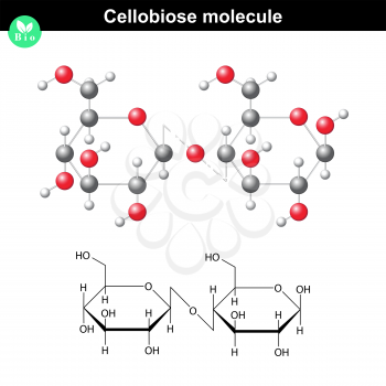 Cellobiose atomic structure, 2d and 3d illustration, vector isolated on white background, eps 8