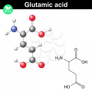 Glutamic acid - main amino acid and neurotransmitter, chemical structure and molecular formula, 2d and 3d illustration, vector, eps 8