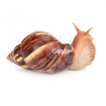 Big brown snail on white background, macro photo