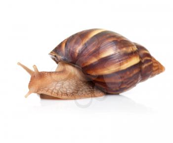 Big brown snail crawls on white background