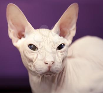 White Don Sphinx cat closeup portrait