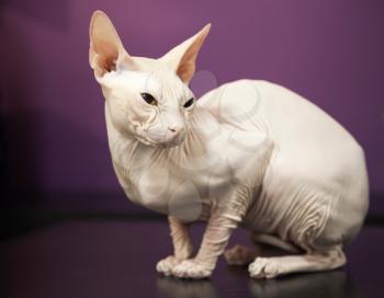 White Don Sphinx cat on the table