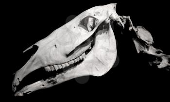 Horse skull profile isolated on black background