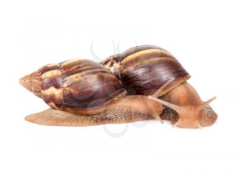 Two snails crawl on white background, macro photo