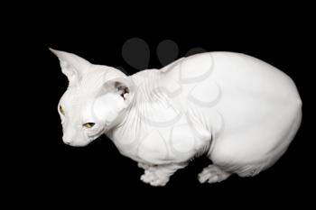 White Don Sphinx cat isolated on black background