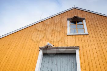 Seagulls sit in the nests on rural yellow wooden wall in Norway