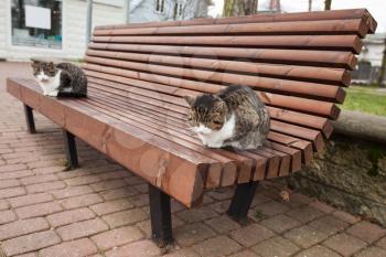Two street cats sit on the wooden bench in park
