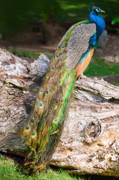 Wild male Peacock bird sitting on old dry tree in tropical forest