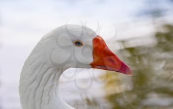 White goose close up profile portrait