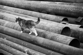 A cat walks on rusted industrial steel pipes laying on the ground