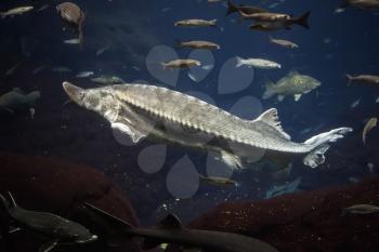 Big Atlantic sturgeon floats in deep blue salt water with other fishes, close-up photo with shallow DOF