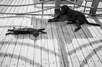 Black homeless cat and dog are resting in the shadow on a wooden footbridge