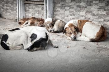 Group of homeless dogs sleeping on the street of big city