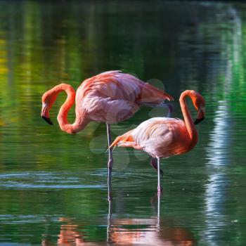 Two pink flamingos stand in the water with reflections. Stylized square photo, with colorful tonal correction filter effect