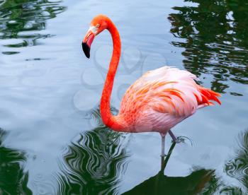 Pink flamingo bird walks in the water with reflections