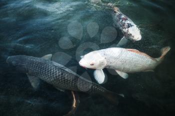 Group of big carps floats in blue water, stylized photo with blue tonal filter, selective focus and shallow DOF
