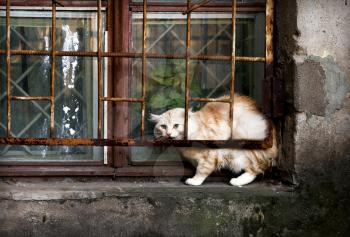Street Cat on the windowsill