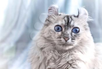 American Curl cat on light blue background
