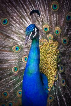 Close-up portrait of beautiful peacock with feathers out