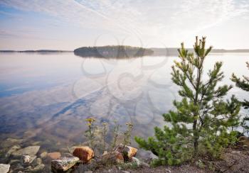 Little pine trees on the coast of Saimaa lake, Karelia, Finland