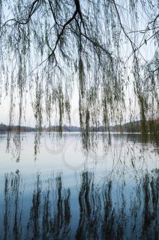 Weeping willow silhouettes on the coast. Walking around famous West Lake park in Hangzhou city center, China