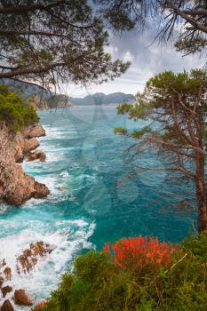Coastal landscape. Red flowers and pine trees grow on the rocks. Adriatic Sea, Montenegro