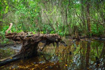 Wild dark tropical forest landscape with mangrove trees and plants growing in water