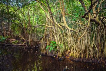 Wild tropical forest landscape, mangrove trees growing in the water