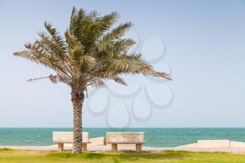 Palm on the coast of Persian Gulf, Saudi Arabia