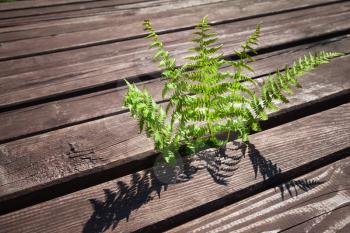 Young green fern grow through rural wooden floor in spring season