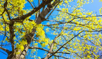 Blossoming linden branches with yellow flowers over bright blue sky background. Close up photo with selective focus