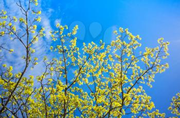 Blossoming linden branches with yellow flowers over bright blue sky background