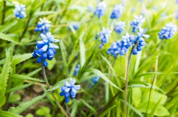 Muscari. Blue flowers in spring garden. Macro photo with selective focus