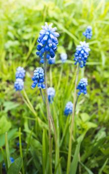 Muscari. Blue flowers in spring garden. Vertical photo with selective focus