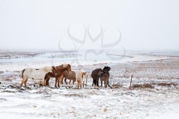 Icelandic horses walk around the snow-covered meadow