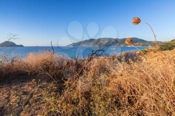 Dry grass and flowers on the coast of Zakynthos island, Greece. Popular touristic destination for summer holidays