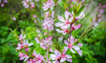 Almond in bloom. Bright pink flowers on branches in a spring garden, close-up photo with selective focus