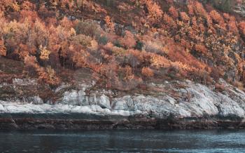 Autumnal Norwegian landscape with red trees on rocky coast of Trondheim Fjord