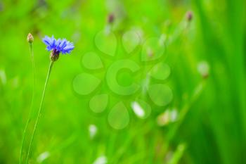 Cornflower. Centaurea cyanus. Blue flower grows on green summer meadow, closeup photo with soft selective focus