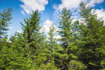 Spruce trees over bright blue sky background. Coniferous European forest in sunny day