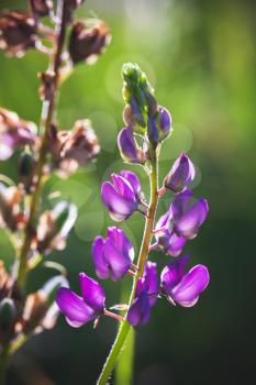 Purple lupine flower on blurred green meadow background. Vertical macro photo with selective soft focus
