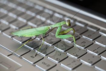 Software bug metaphor, mantis walks on a laptop keyboard with English and Russian letters