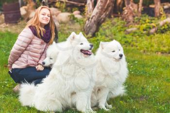 Happy Caucasian girl near three white Samoyed dogs on a walk in park