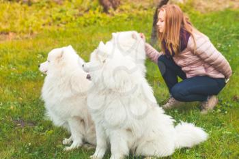 Girl walks with white Samoyed dogs in autumn park