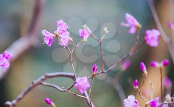 Blooming bush branch with bright pink flowers, macro photo with selective focus and shallow DOF 