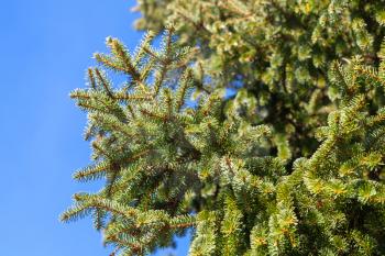 Spruce tree branches over blue sky background. Close up photo with selective focus