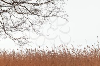 Bare tree branches and dry coastal reed over overcast white sky, natural background photo