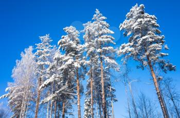 Pine trees covered with snow under blue sky at sunny day. Winter forest, natural background photo