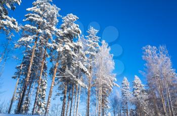 Wild pine trees covered with snow under clear blue sky. Winter forest, natural background photo