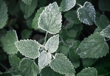 Fresh frost on dark green nettle leaves, natural macro photo background